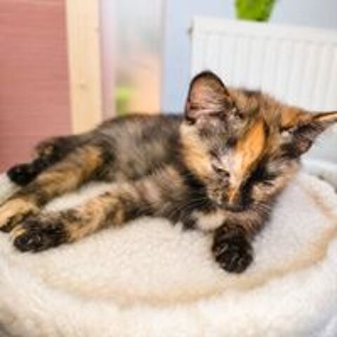   ZYA 