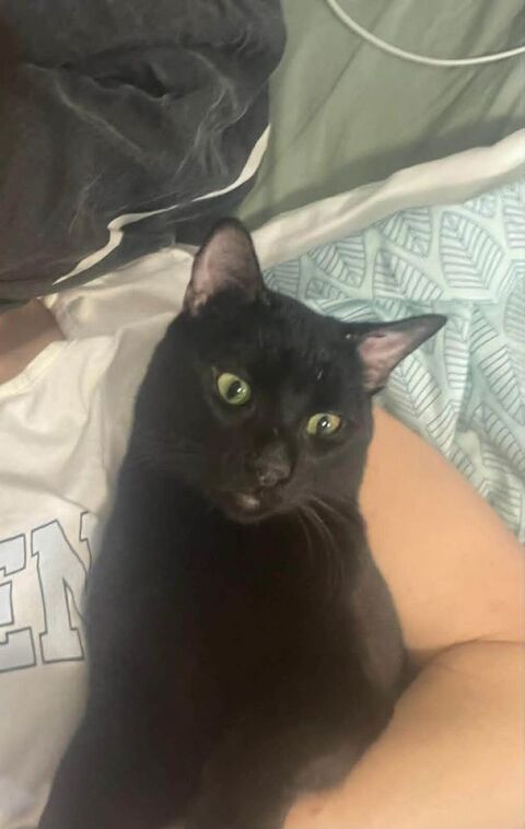 Elio jeune chat doux et c&acirc;lin proche de vous 180 92000 Nanterre