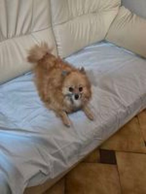   spitz adulte 