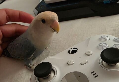 Ins&eacute;parable eam 85 29600 Morlaix