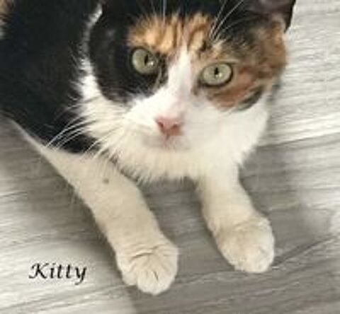  Kitty - tricolore- ne en 2012 