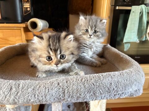 Chatons Persan LOOF 850 56700 Hennebont