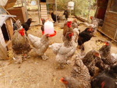  POULES COQS POUSSINS OEUFS BRAHMAS 1.60 E 