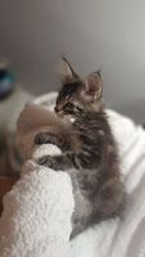   Chaton Maine coon  