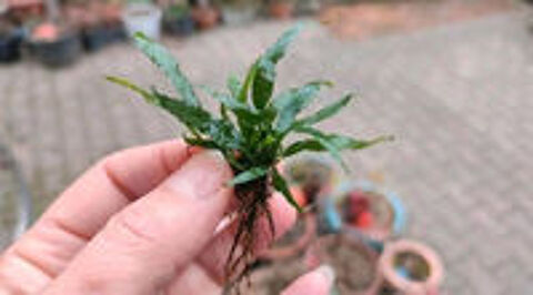   Plante Microsorum mini pour aquarium 