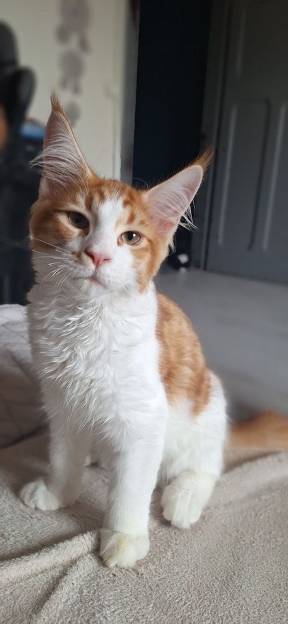   Chaton type Maine Coon non loof  