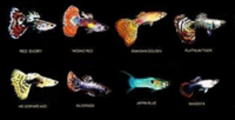   Grande variété de Guppys  