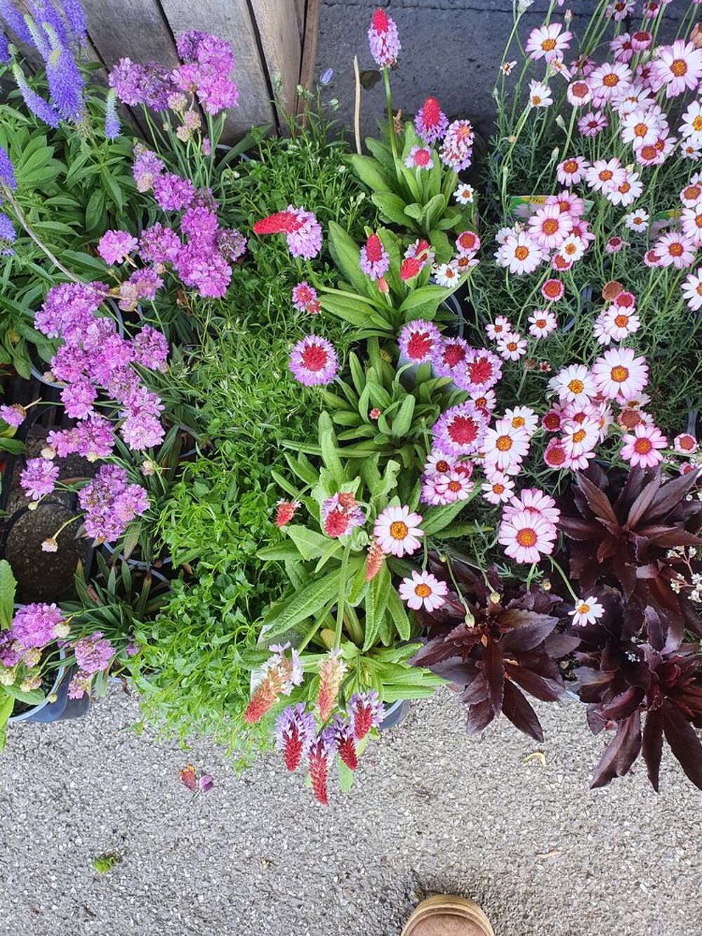 Disponible lots de plantes vivaces 
Jardin