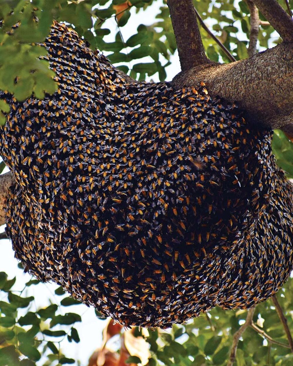   Rcupre essaim d'abeilles  