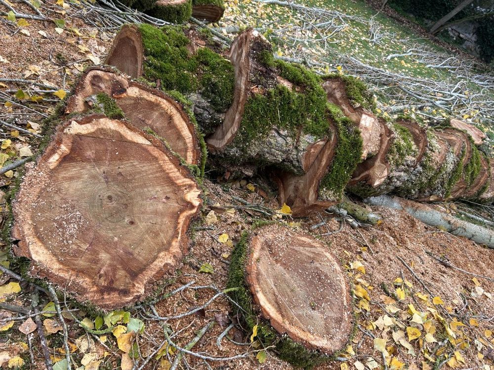grandes rondelles bois brut, tranches de bois massif Jardin