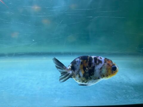 Orandas & Ranchus japonais ? 8 à 11 cm 50 94400 Vitry-sur-seine