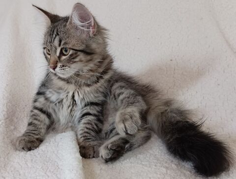 Chaton sibérien très câlin  1250 73240 Saint-genix-sur-guiers