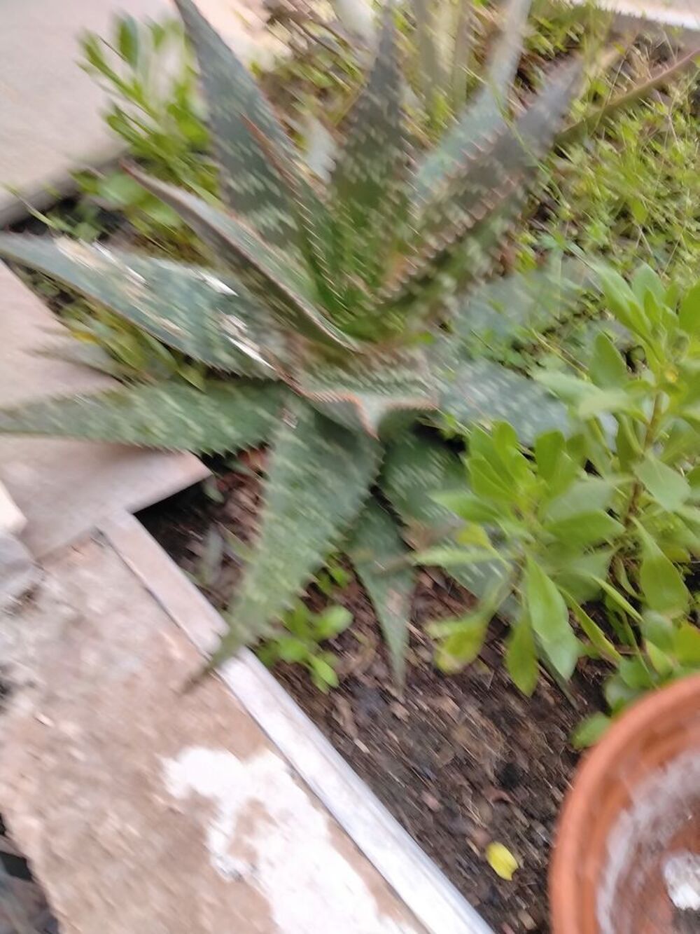 POTS DE FLEURS A GOGO &agrave; partir de 3€ pi&egrave;ce le pot 
et plante Jardin