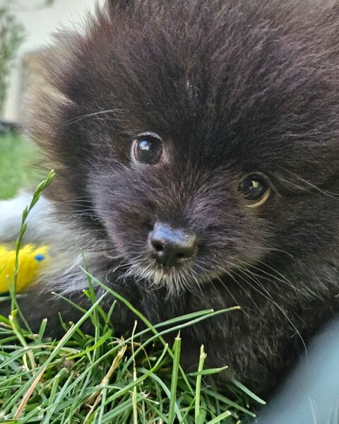 Chiot Spitz nains Pom&eacute;raniens 1200 34270 Le triadou