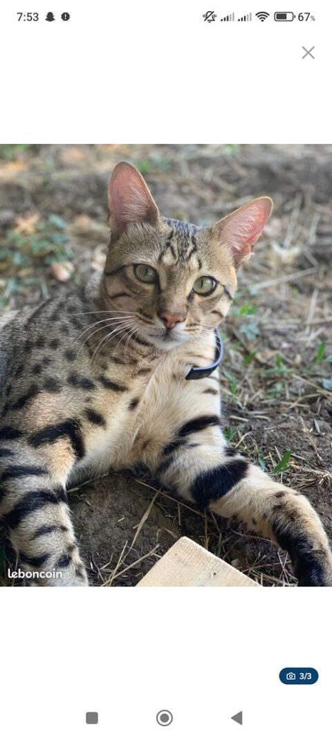 Chat Savannah 550 72700 Allonnes