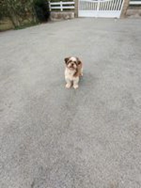   Male Shih Tzu 