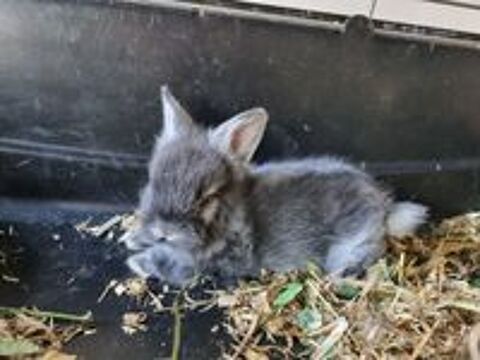   Lapin nain  