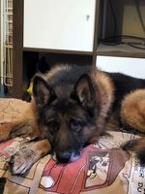   NEPTUNE, magnifique Berger Allemand à adopter  