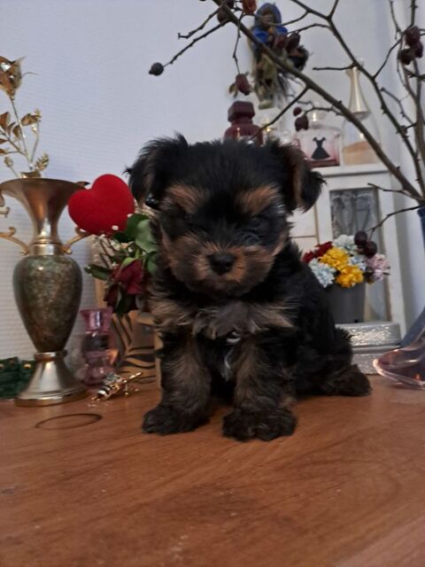 MAGNIFIQUE CHIOT YORKSHIRE 0 01000 Bourg-en-bresse