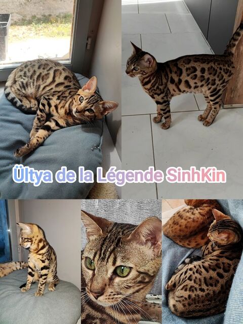 Femelle Bengal 750 89310 Annay-sur-serein
