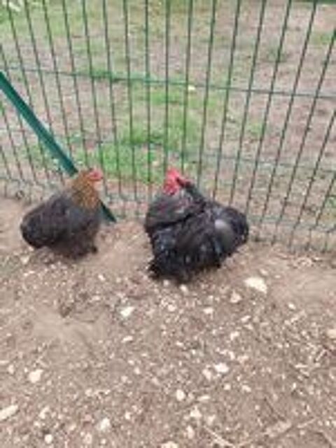   Coq bantam de pékin frisé 