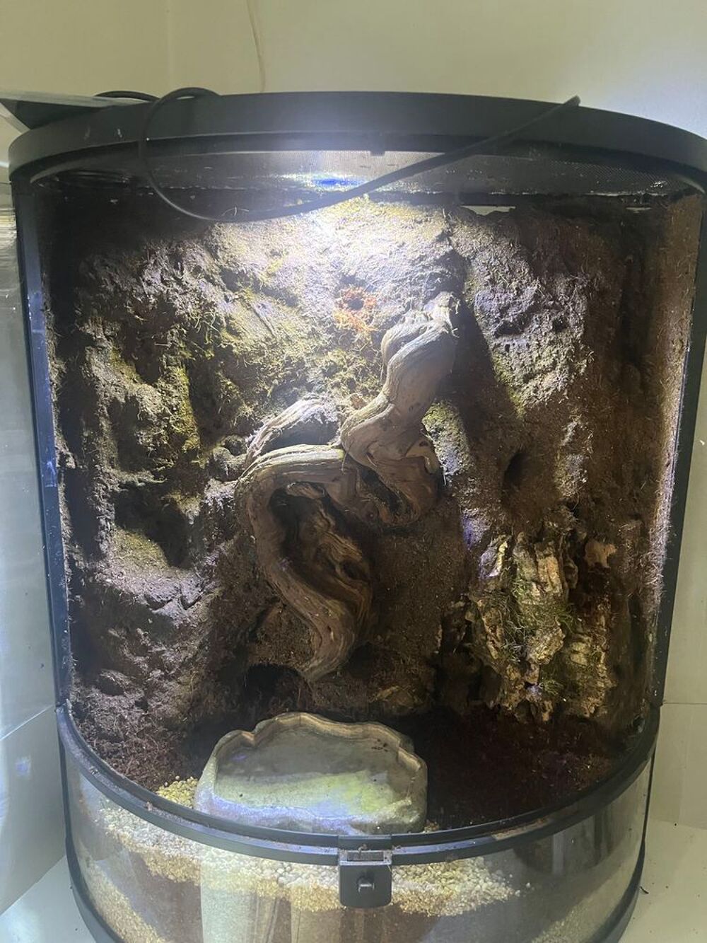 Paludarium / terrarium tropical enti&egrave;rement am&eacute;nag&eacute; €" pr&ecirc;t &agrave; l'emploi Décoration