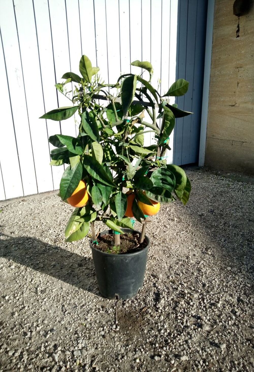 Agrume Oranger 'Navel' cultiv&eacute; sur treille et en container. Jardin