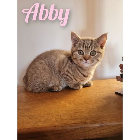 Femelle british shorthair  1100 59230 Saint-amand-les-eaux