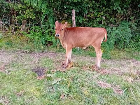 Velles 4 mois 58140 Brassy
