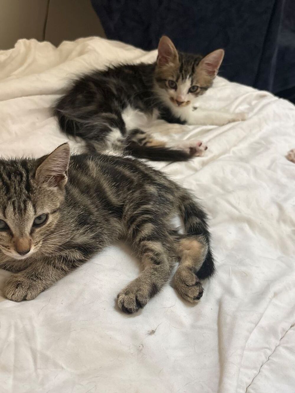   3 adorables chatons angora turc / short hair ? 