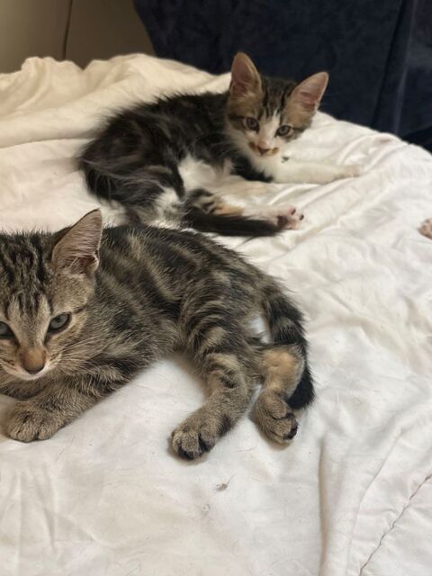 3 adorables chatons angora turc / short hair ? 300 92700 Colombes