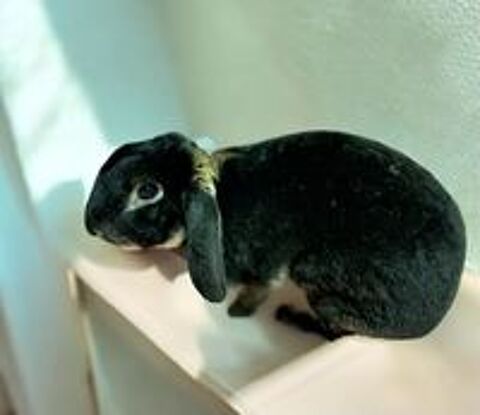   Lapin nain blier rex 