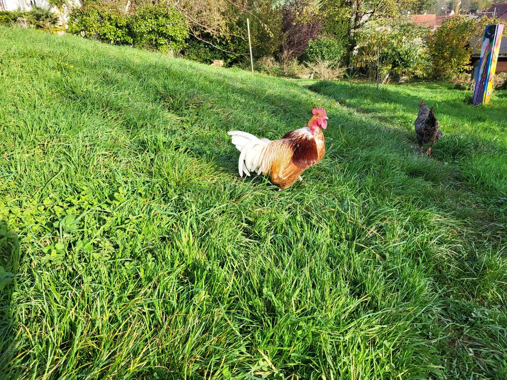 oeufs f&eacute;cond&eacute;s Jardin