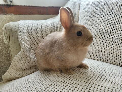 B&eacute;b&eacute;s lapins nains. 45 06210 Mandelieu-la-napoule