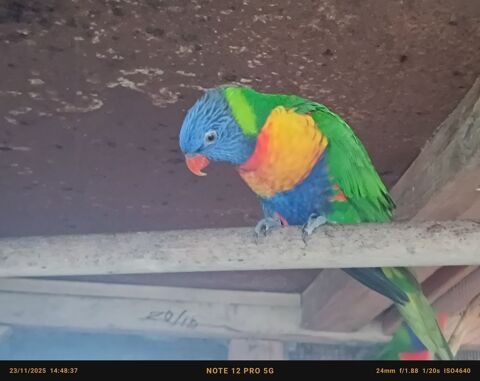 Loriquet de Swainson (Trichoglossus moluccanus) 200 89300 Joigny