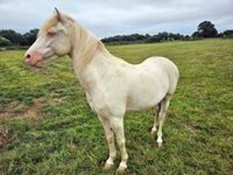   FALCO, magnifique poney crème aux yeux bleus à adopter via l'association UMA  