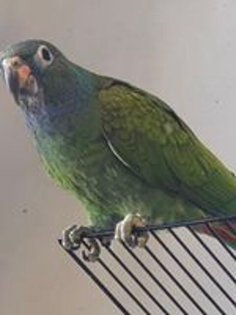   Pionus à tëte bleue 