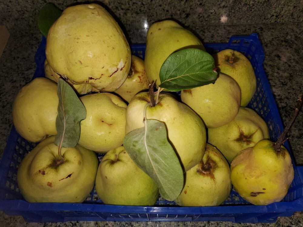   Quelques coings de mon jardin 