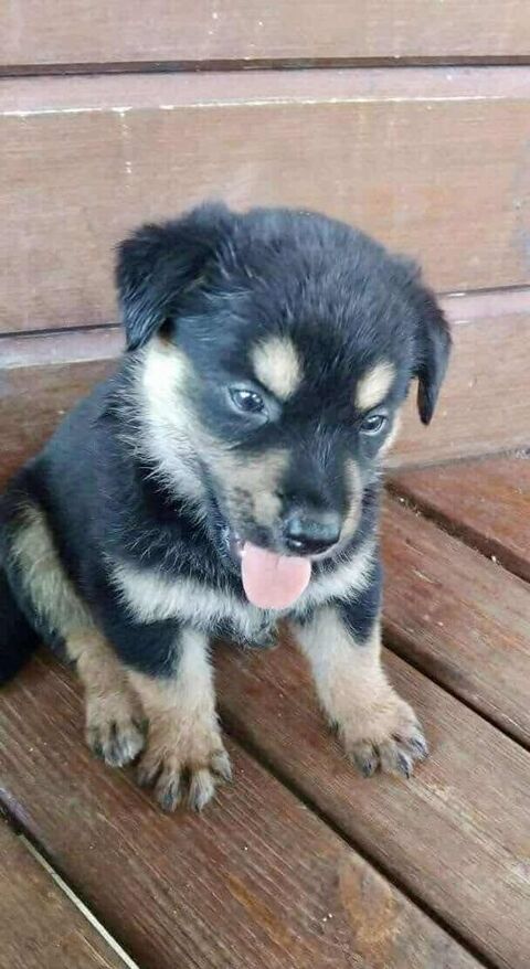 Aelig, mâleX berger, né le 01/09/2025 &#128054; 300 50000 Baudre