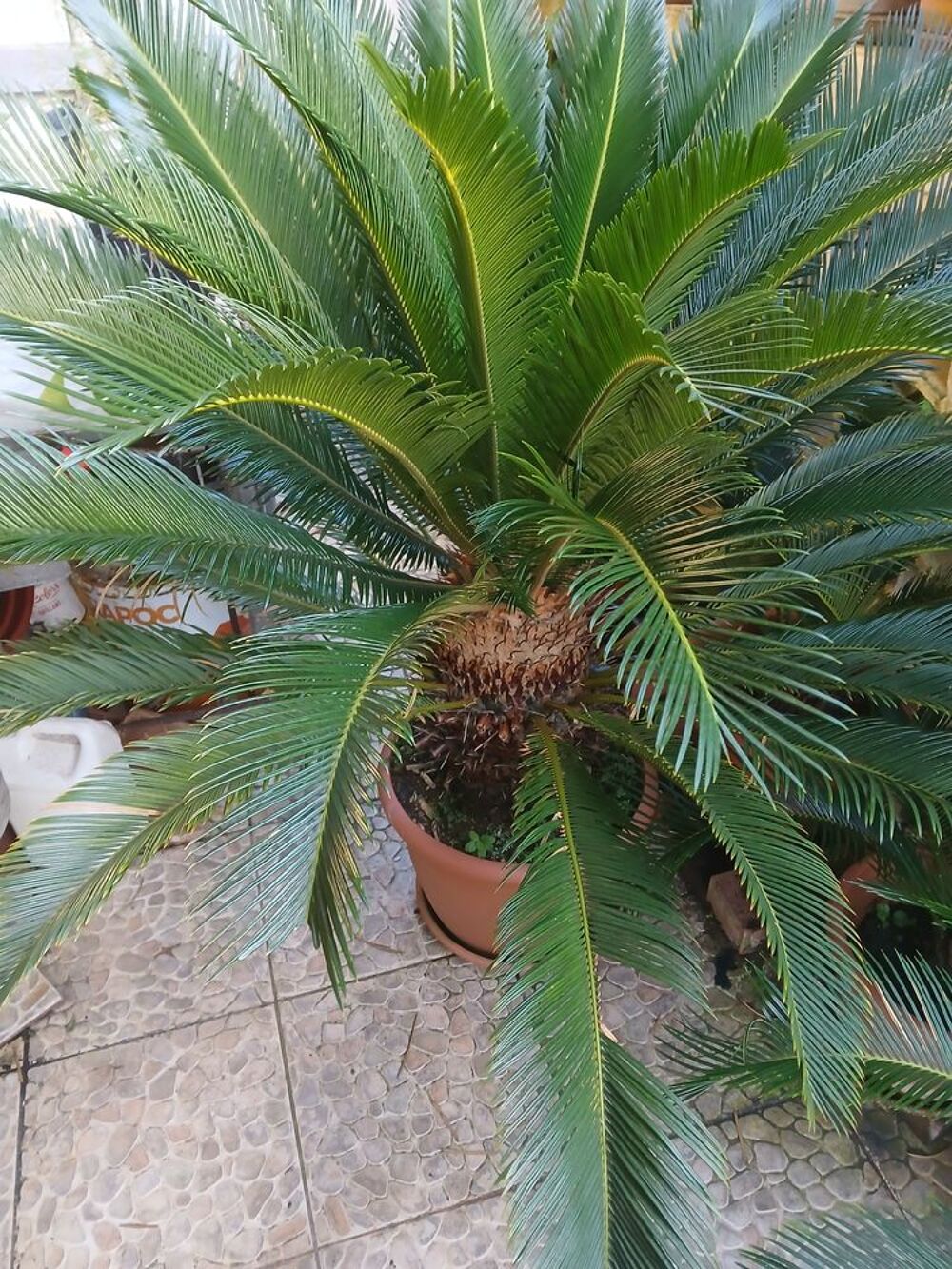 RAMEAUX Jardin