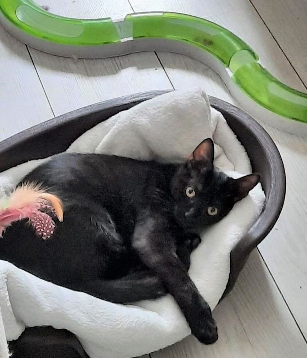   CAMILLE LOU � l'adoption 