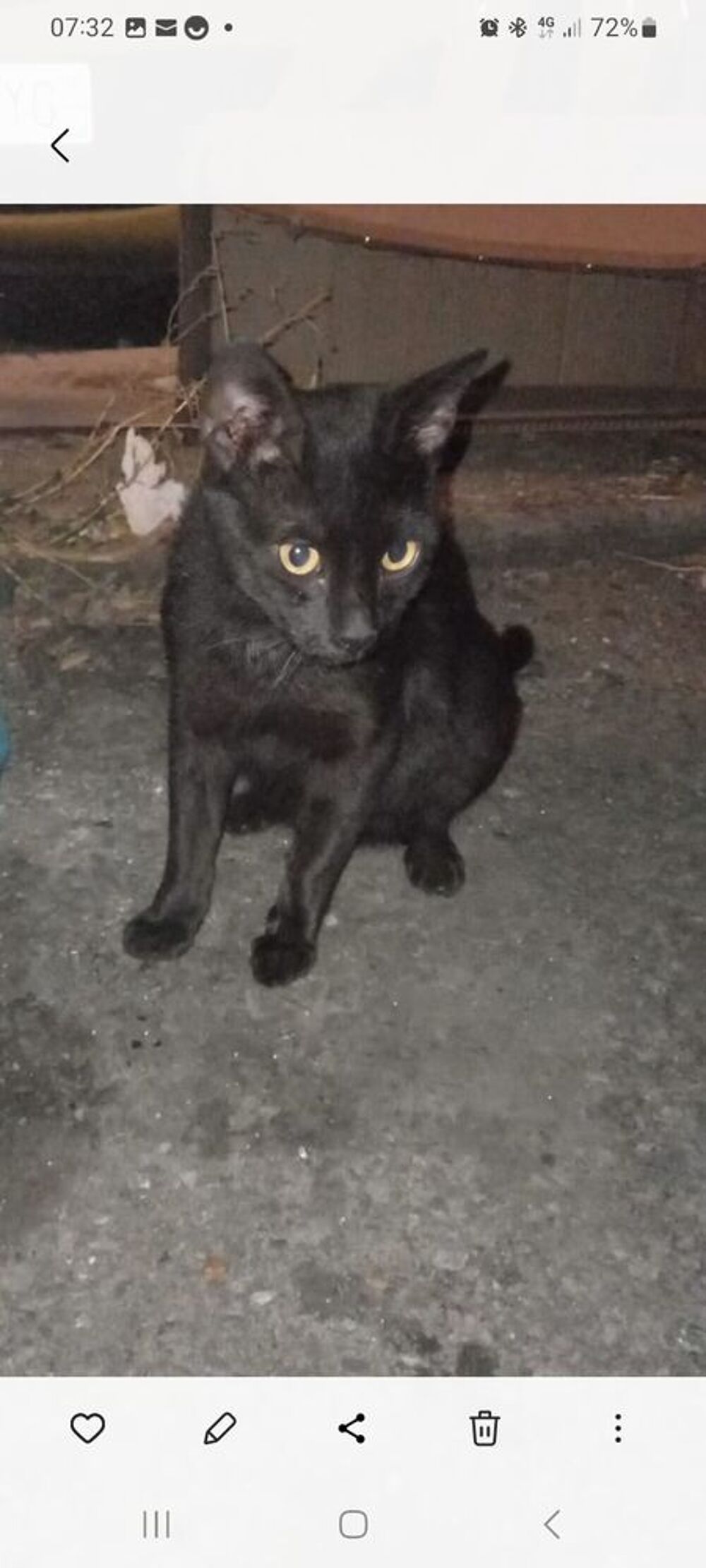   Famille d'accueil recherchée pour adorable chat à Marseille 