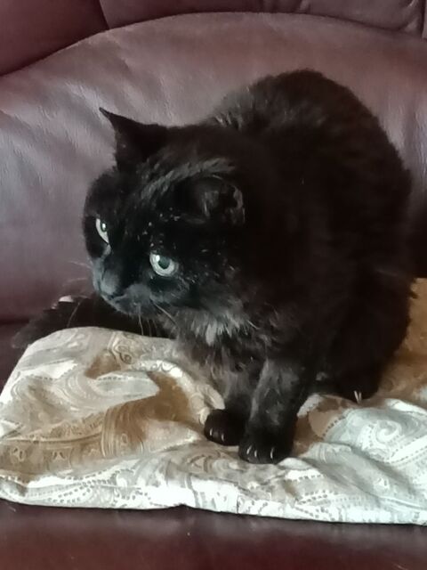 Recherche chaton ou jeune chat mâle  100 29200 Brest