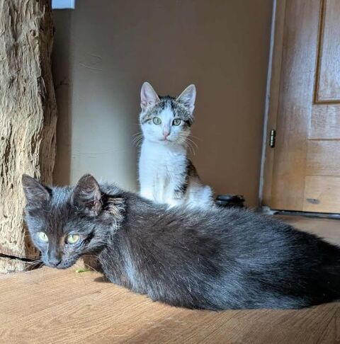 Tikinou et Coquillette deux chatons adorables a adopter 260 11000 Carcassonne