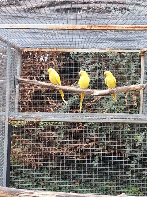 perruches à collier 60 26600 Larnage