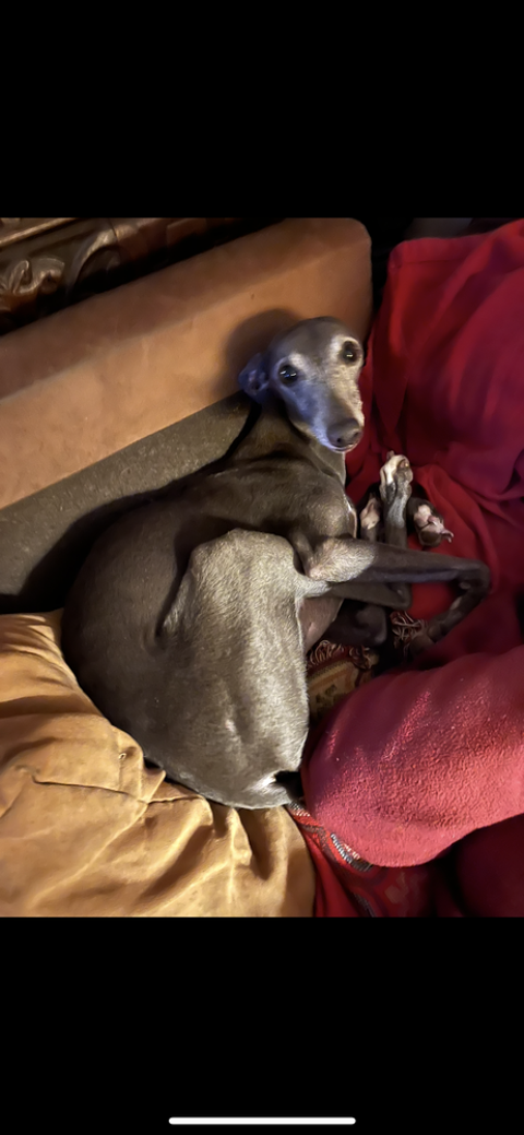 Chienne whippet perdue 0 37270 Montlouis-sur-loire