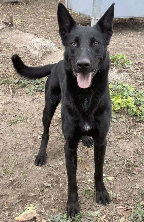 AGRID, type labrador noir, 1 an 220 34500 B�ziers
