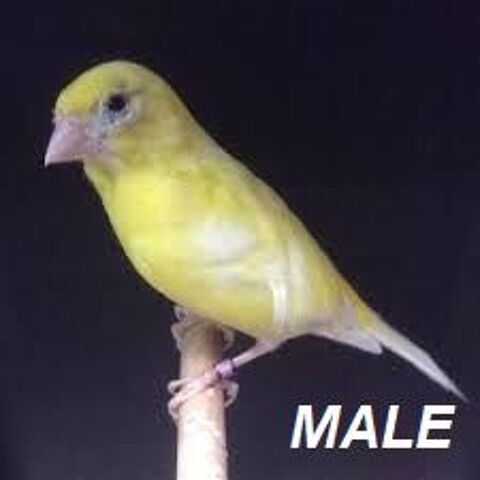 MALE CANARI JAUNE 2024 25 59480 La basse