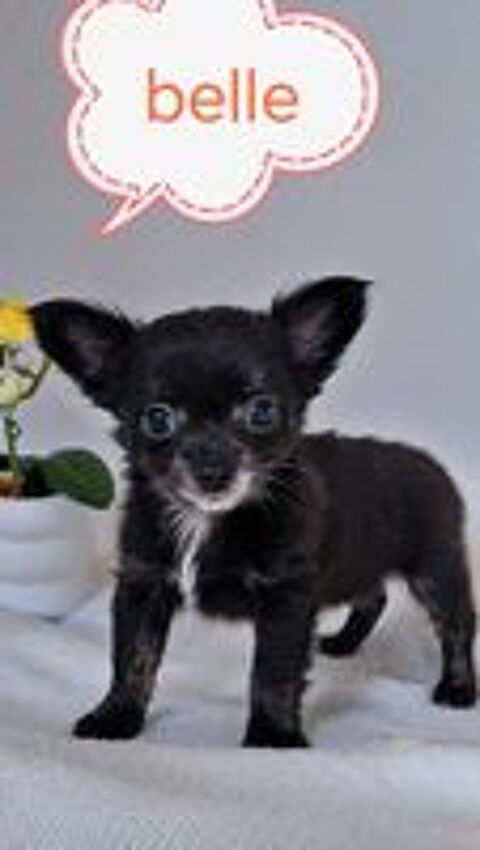   A RESERVER CHIHUAHUA DE PETITE TAILLE  - de 2 kg 