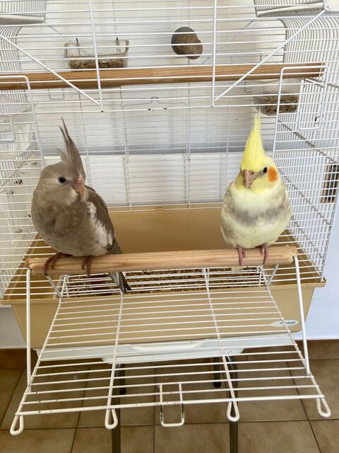 Calopsittes BB &eacute;lev&eacute;es &agrave; la main 110 35520 La chapelle-des-fougeretz